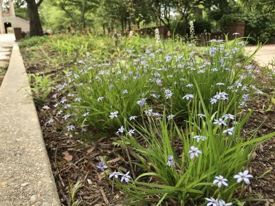 blue-eyed grass