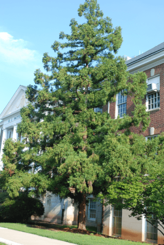 Japanese Cryptomeria (Cryptomeria japonica)