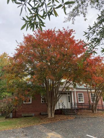 Lagerstroemia in its fall glory