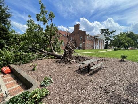 Uprooted tree on campus