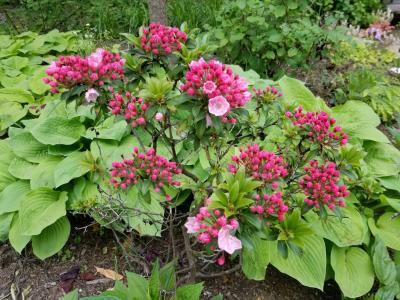 Mountain laurel