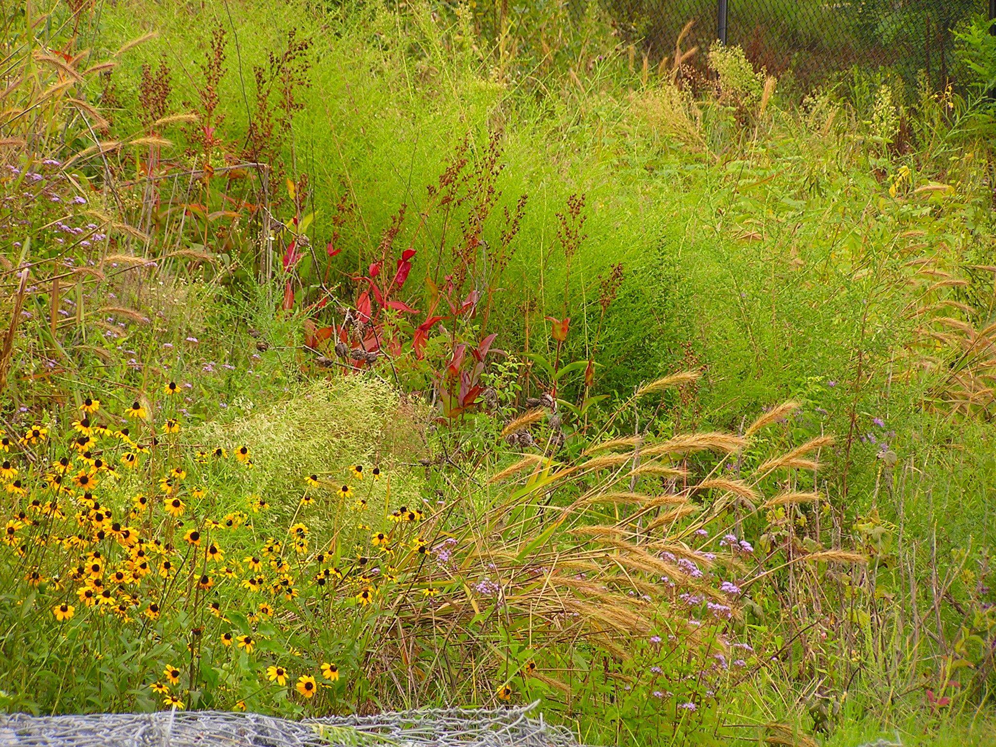 Rudbekia fulgida