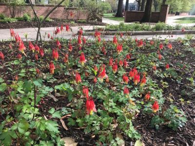 Red Columbine