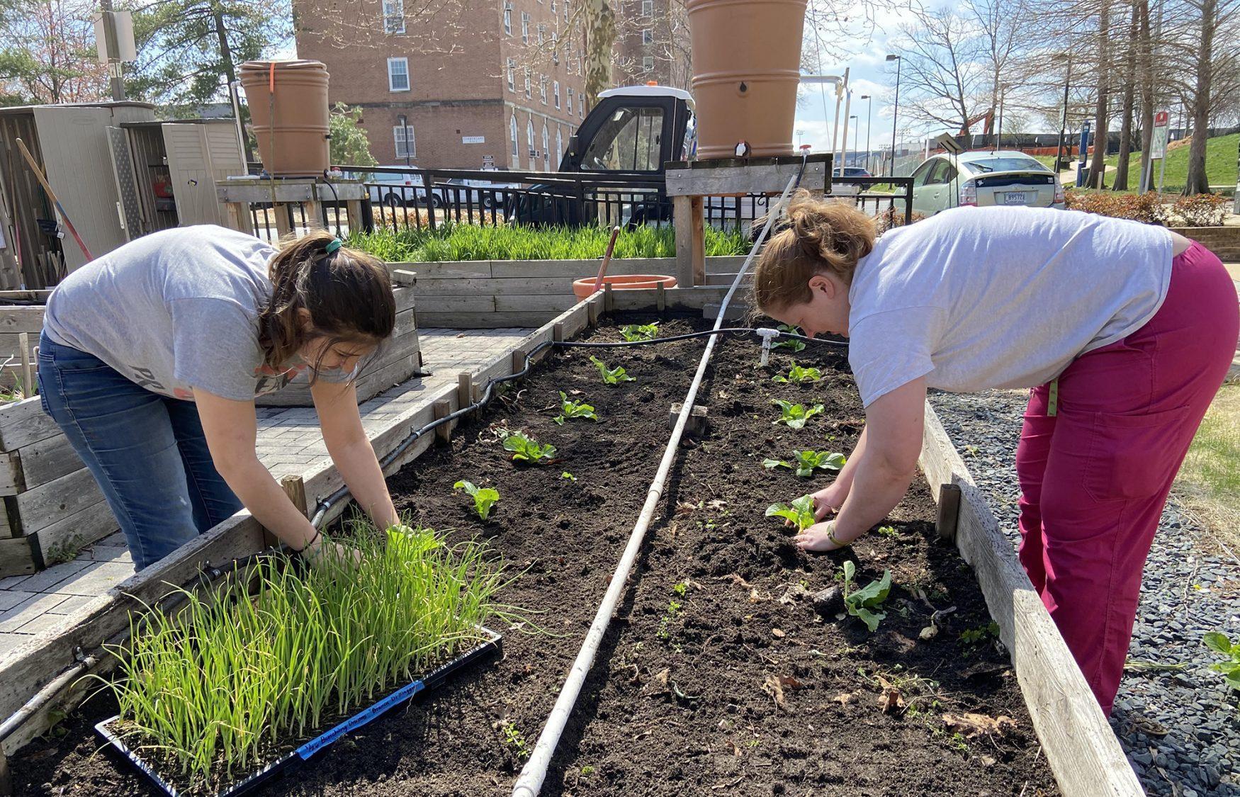 Students working in raised flowerbed