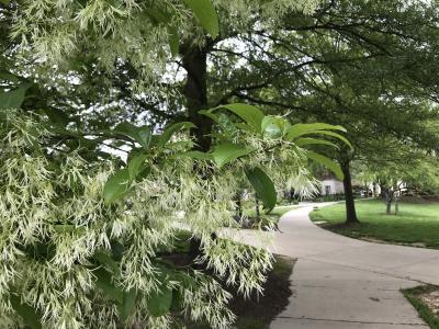 White fringetree