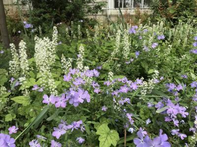 Wild blue phlox 