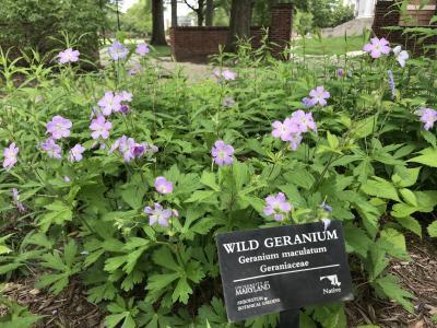 Wild geranium