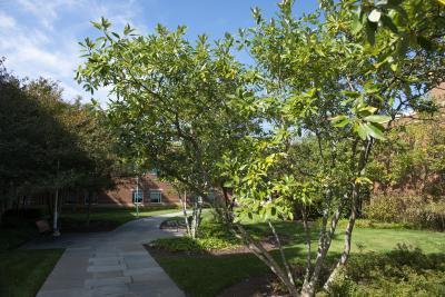 Flowering plants and trees in the School of Music Courtyard.