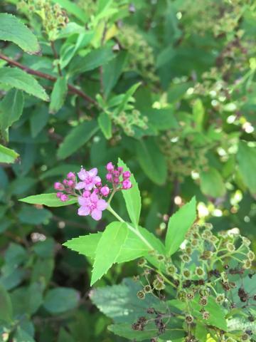 Anthony Waterer Spirea