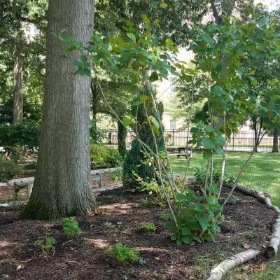 H. Edward Reiley Azalea and Rhododendron Garden