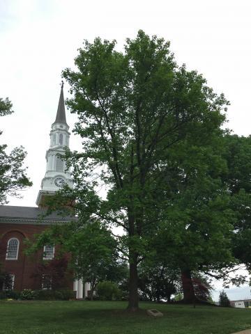 American Sweetgum at Memorial Chapel