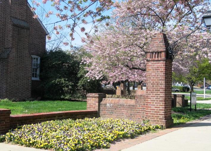 Cherry Blossoms