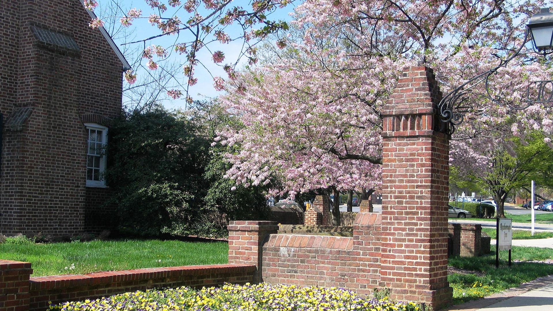 Flowering Cherry Tree at the Rossborough Inn