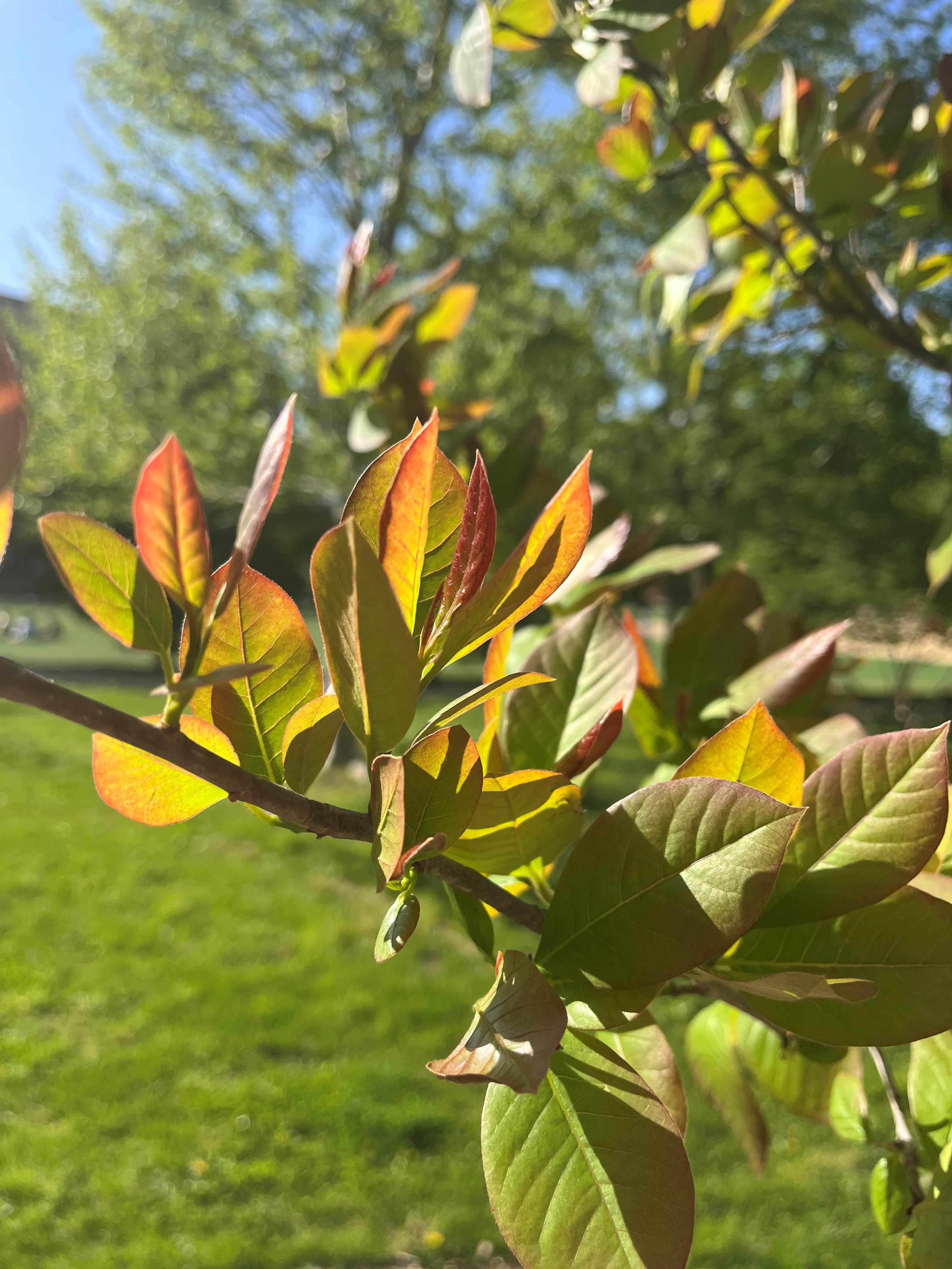 Leaf close up