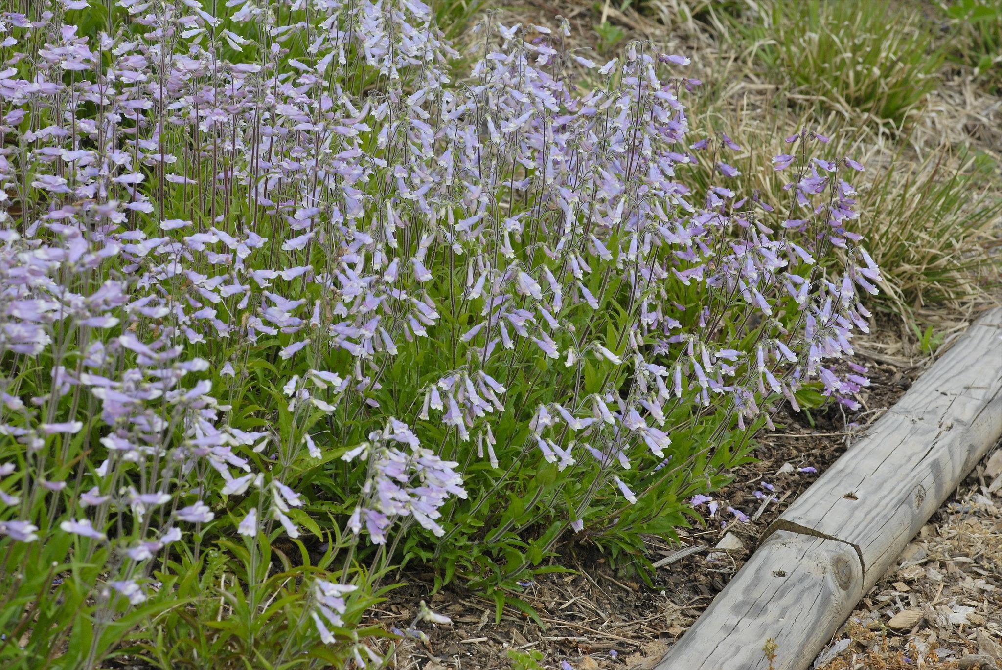 Virginia Bluebell - Mertensia virginica