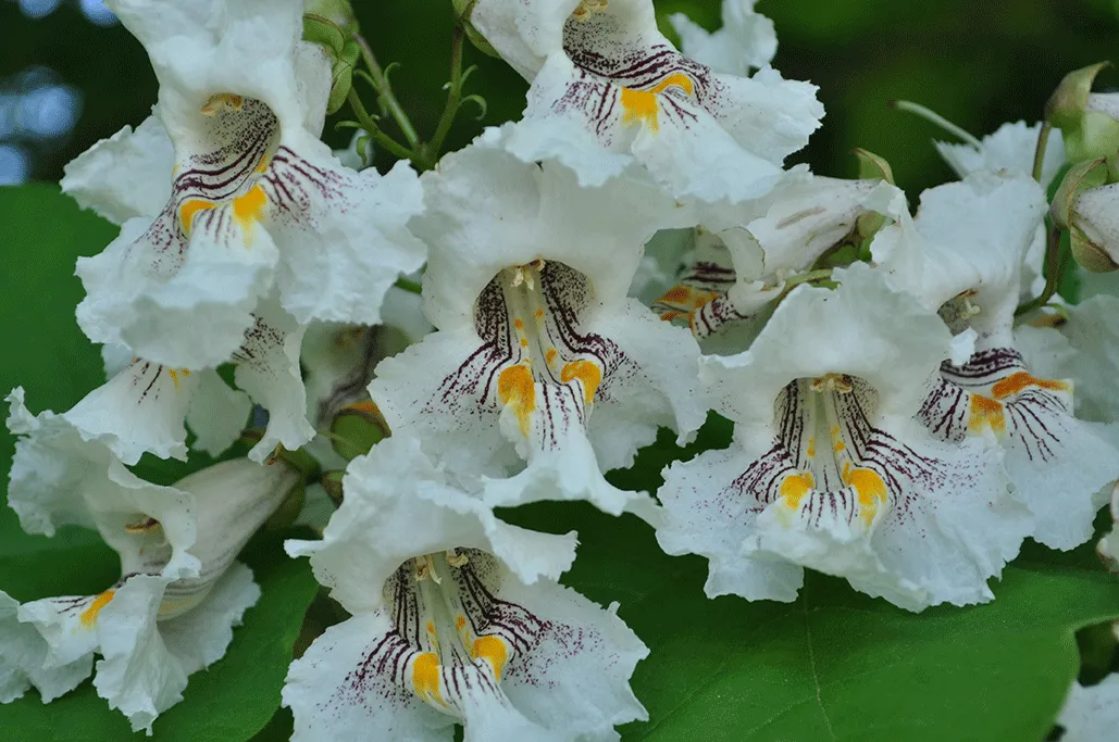 White Northern Catalpa flowers