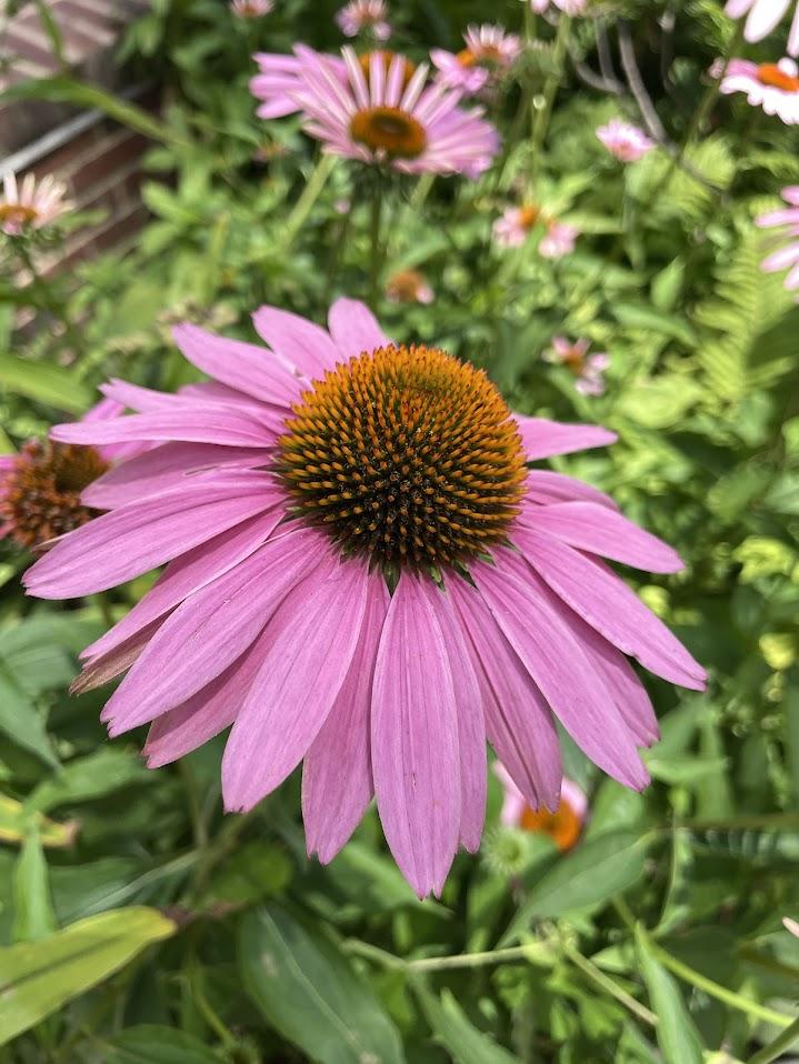 Coneflower