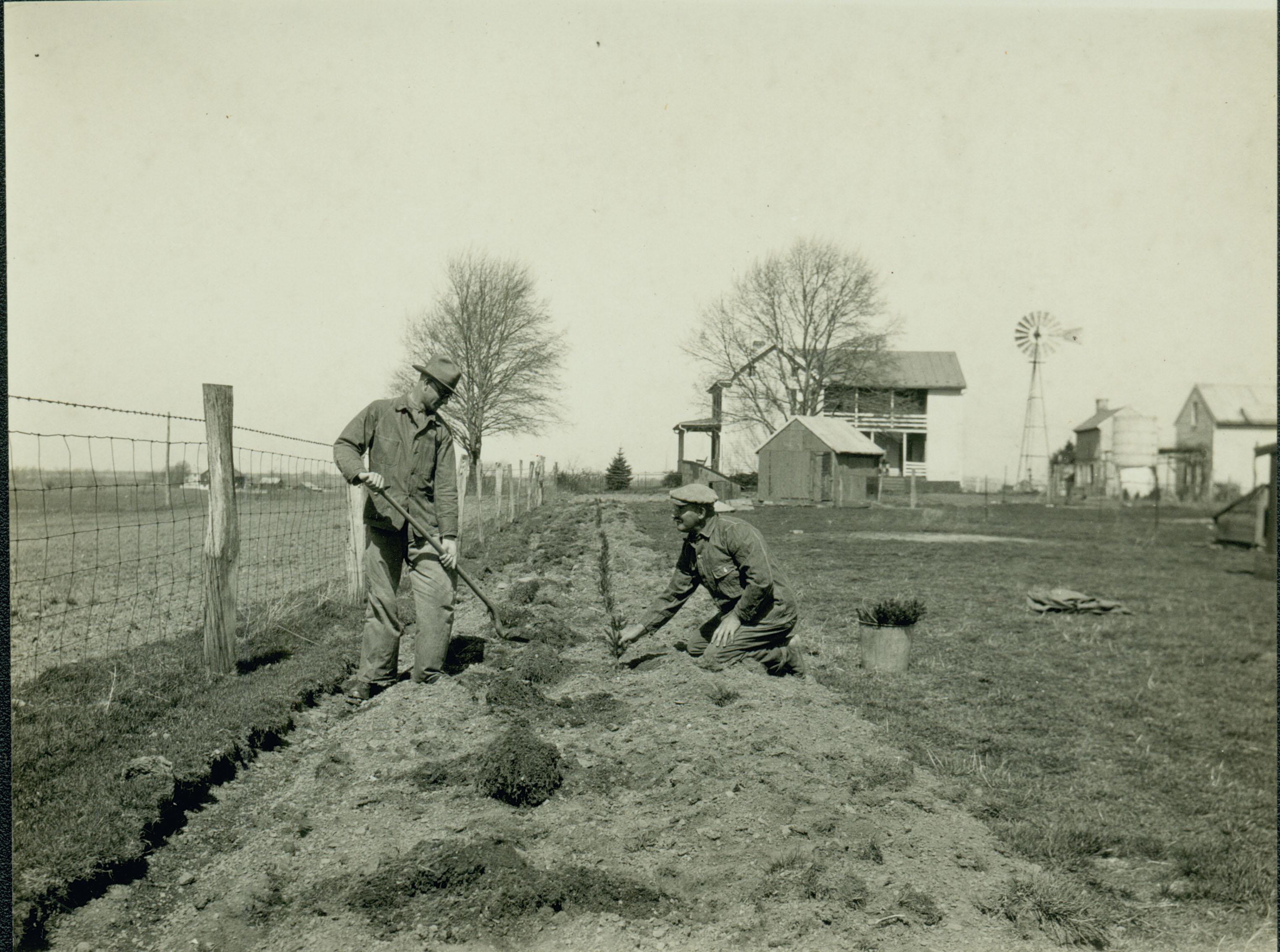 Farmers Planting a Windbreak at Agricultural Experiment Station, 1930 