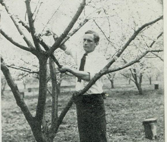 Student trimming a tree in Horticulture Class, 1910