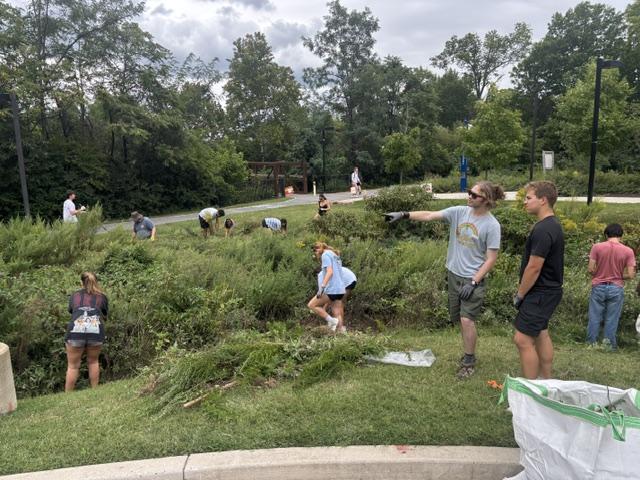 Student clear weeds from a campus rain garden