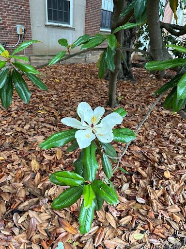 Flower of Southern Magnolia