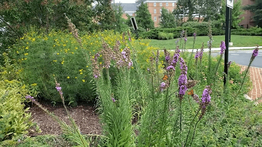 Mowatt Circle with Monarchs