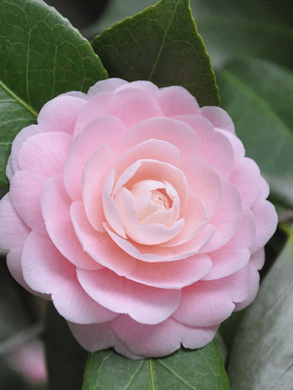 Pink Flower Camellia Plant