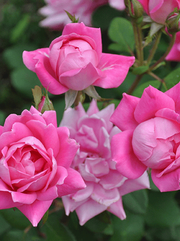 Double Knockout Rose, Rosa 
