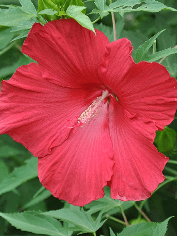 'Lord Baltimore' Hibiscus 