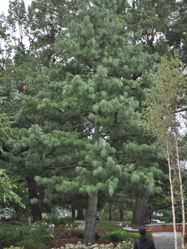 Himalayan pine, <em>Pinus wallichiana</em>