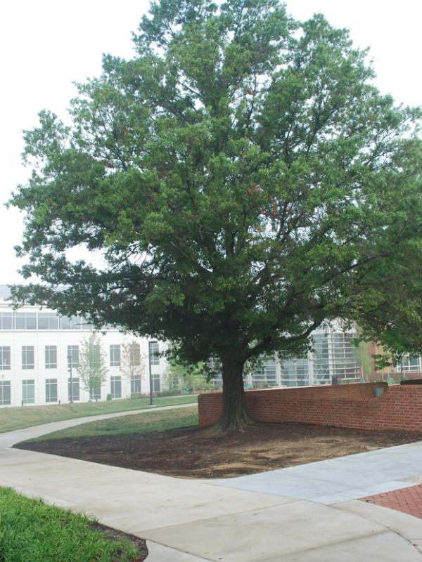 Laurel oak, <em>Quercus laurifolia</em>