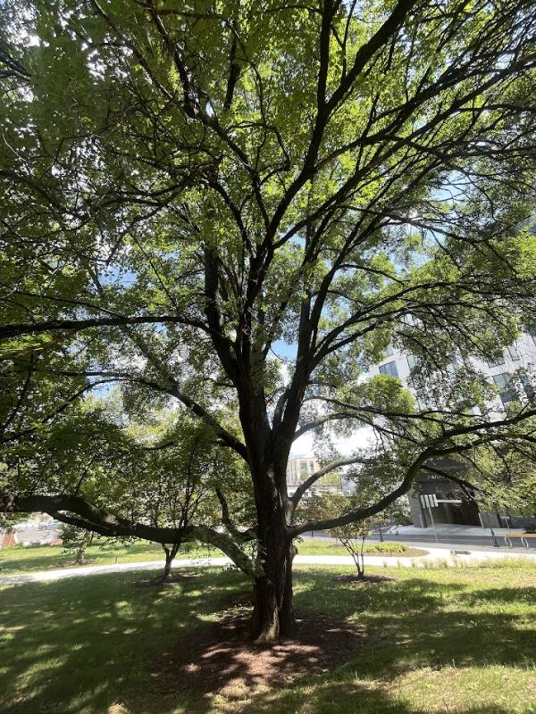 Siberian elm, <em>Ulmus pumila</em>